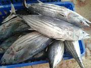 100 Workers wanted ( Male & Female) in Sea Foods Export Company